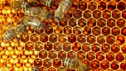 Close-up view of bees on honeycomb slow motion Stock Footage 97833634