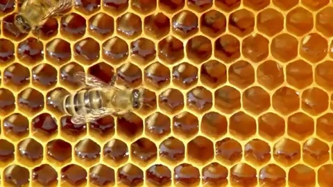 Close-up view of bees on honeycomb slow motion Stock Footage 97833650