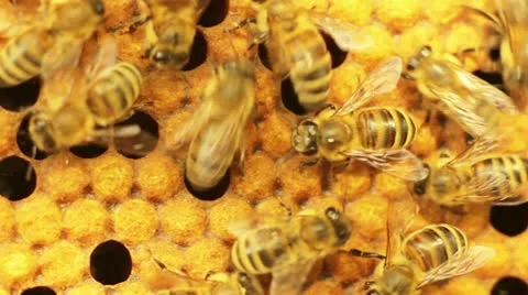 Close-up view of bees in honeycombs. DoF. Stock Footage