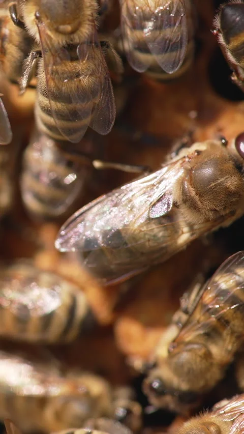 Close up view of bees working in the hive Stock Footage 310438887