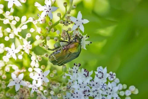 Close-up view of a beetle Stock Photos