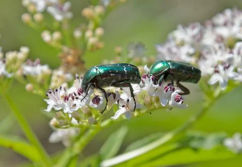 Close-up view of a beetle Stock Photos