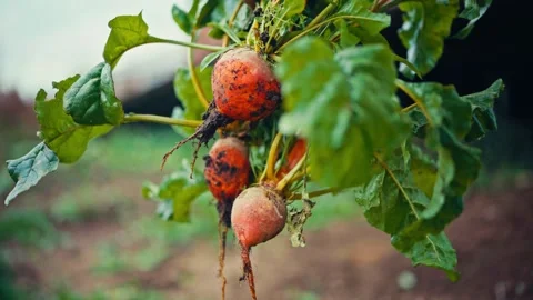 Close-Up View Of A Beetroot With Green Edible Leaves. Stock Footage 337249125