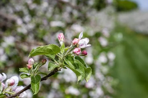 Close-up view of beginning blossoming apple tree flowers. Stock Photos