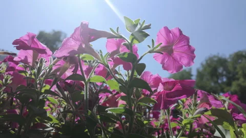 Close-up view from below of colorful field of petunias against blue sky on sunny Stock Footage 314675638