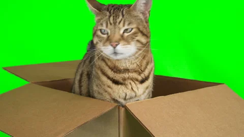 Close-up view of Bengal cat sitting inside a cardboard box on green screen Stock Footage 249908078