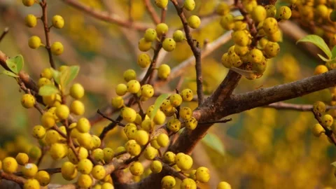 Close-up view of Berberidaceae, Berberidaceae close shot Stock Footage 150731594