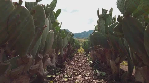 Close Up View Between Rows of Prickly Pear Cactus Growing in Agricultural Field Stock Footage 345529251