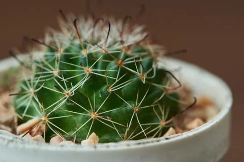 Close-up view of beutiful cactus in the pot Stock Photos