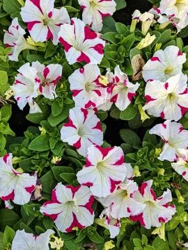 Close view of bicolor white and pink petunia flowers with green leaves in g.. Stock Photos