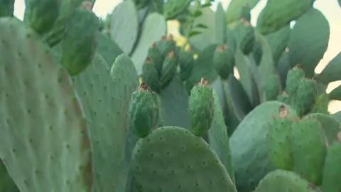 Close view of big cactus plant with succulent fruits blowing with wind Video stock 146084997