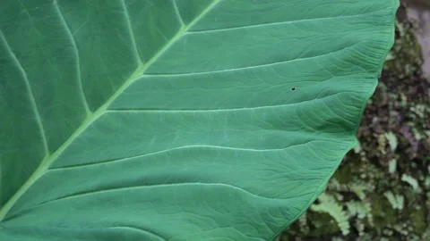 Close Up View Of A Big caladium Leaf. Beauty in nature 動画素材 151376741