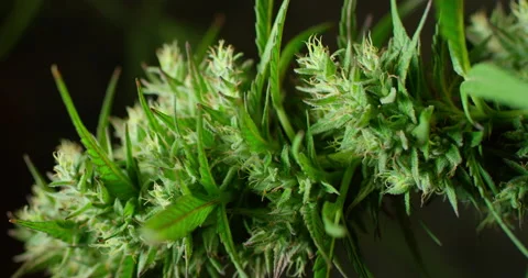 Close up view of a big cannabis bud, swaying in the wind ready to be picked. Stock Footage 142437217