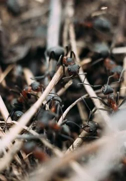 Close up view onto big forest fire ants that working, running &amp; building the  Stock Photos
