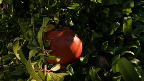 Close-up view of big fresh ripe red pomegranate fruit hanging on branches of Stock Footage 203840453