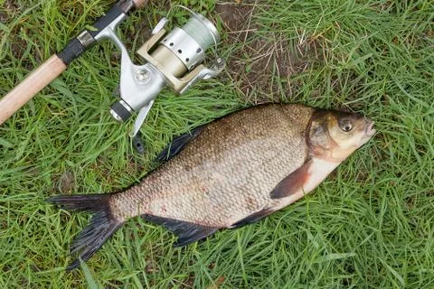 Close up view of big freshwater common bream and fishing rod with reel on nat Stock Photos