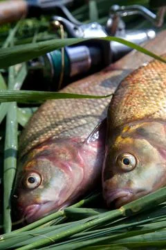 Close up view of big freshwater common bream fish on keepnet.. Stock Photos