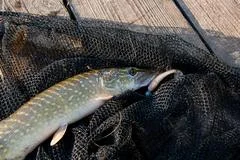 A river pike with wide open mouth free A river pike with wide open