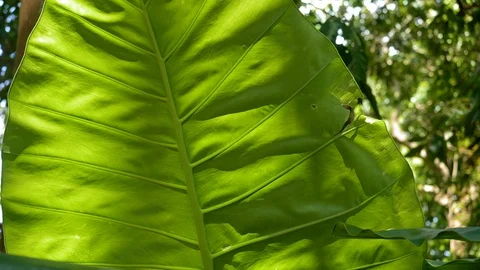 Close up view of a big leaf of tropical tree Stock Footage 115073012