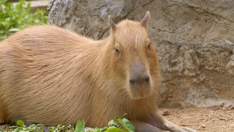 Close up view of a big light brown capybara is resting near rock Video stock 115068032