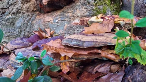 Close-up view of a big mushroom and fallen leaves on a mossy forest tree trunk Stock Footage 320621298