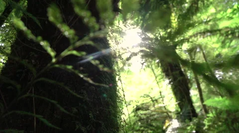 CLOSE UP: View of big overgrown mossy lush tree trunk in beautiful sunny forest Stock Footage 64647391