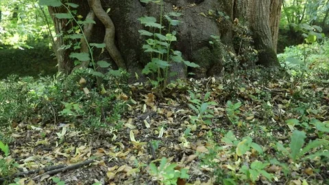Close Up View Of Big Overgrown Mossy Lush Tree Trunk In Beautiful Sunny Fores Vídeo Stock 111908574