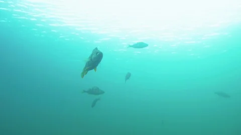 Close-up view of a big perch swimming in clear-watered lake Stock Footage 121382931