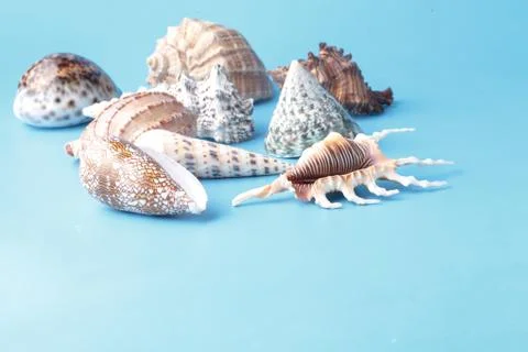 Close up view of big sea shell on plain blue background Foto stock