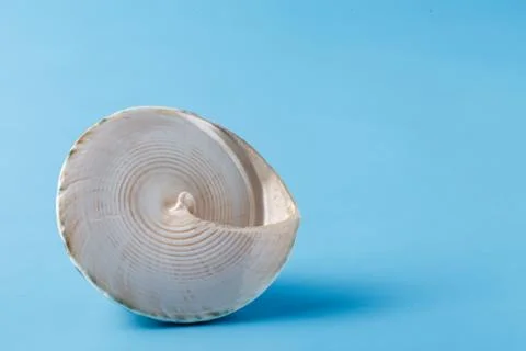 Close up view of big sea shell on plain blue background Stock-Fotos