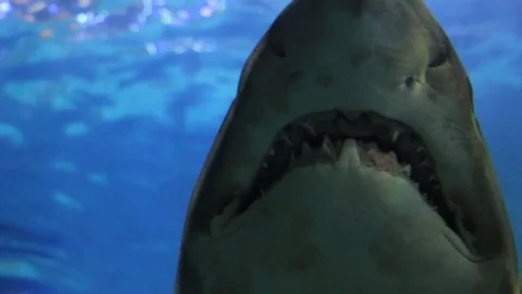 Close-up view of a big shark in the water Video stock 84330542