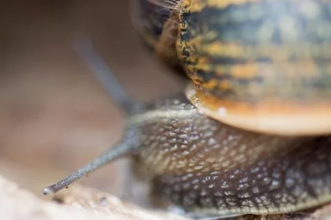 Close up view of big snail crawling on the trunk of old pine tree trunk, Heli Stock Photos