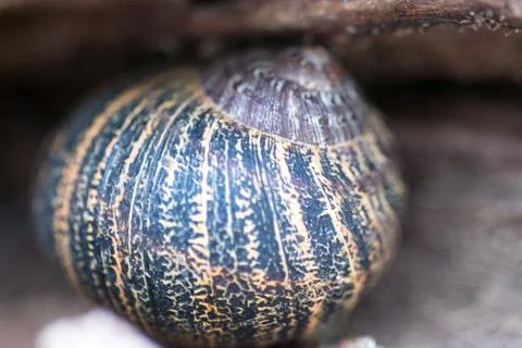 Close up view of big snail crawling on the trunk of old pine tree trunk, Heli Stock Photos