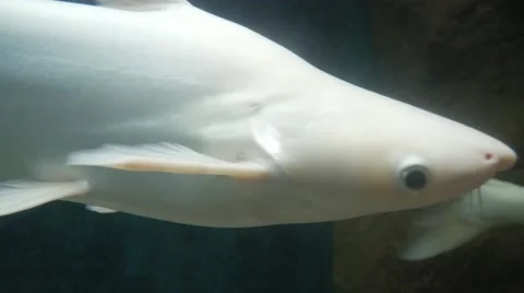 Close up view of big white fish swimming in aquarium Video stock 62625372