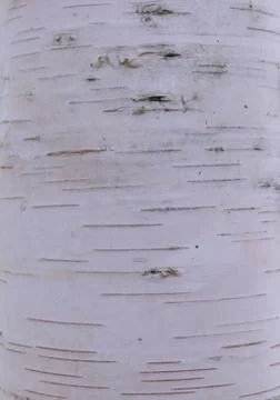 Close up view of Birch bark for background texture. The surface of the bark a Stock Photos
