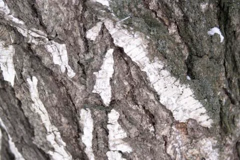 Close-up view of birch bark bark surface as abstract background. Stock Photos