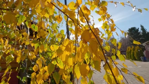 Close up view of birch leaves. Fall branch. Golden autumn Stock Footage 255815330