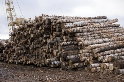 Close up view of birch logs stack . Stock Photos