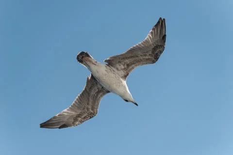 Close-up view of the Bird on background of blue sky. Isolated photo Stock Photos