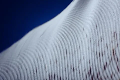 Close-up view of bird feather. Macro. Stock-Fotos