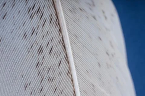 Close-up view of bird feather. Macro. Stock Photos