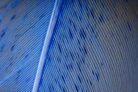 Close-up view of bird feather. Macro. Stock Photos
