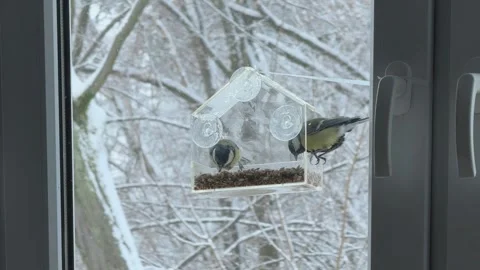 Close View Bird Feeding On Transparent Feeder Attached To Window Snowy Winter Stock Footage 347984236