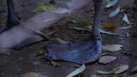 Close-up view of bird feet standing on ground covered with fallen leaves, Stock Footage 319790448