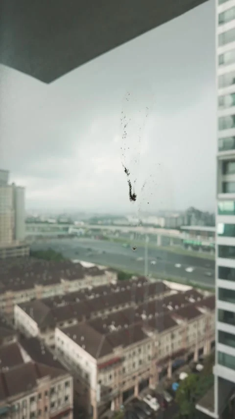 Close-up view of the bird poop on the building window 動画素材 282019277