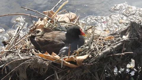 A close-up view of a bird sitting on a nest. Stock Footage 112952818