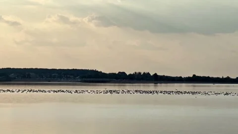 Close View of Birds Floating and Flying Over Lacul Morii (Morii Lake) Stock Footage 346380094