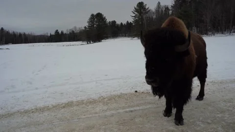 Close up view of Bison in Canada Stock Footage 147405363