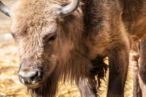 A close-up view of a bison grazing in a sunlit field during late afternoon in a Stock Photos
