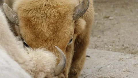 Close up view of a bison with thick brown fur and curved horn standing in a zoo Stock Footage 325791288